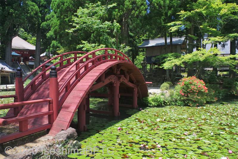 睡蓮で覆われた池と赤い橋